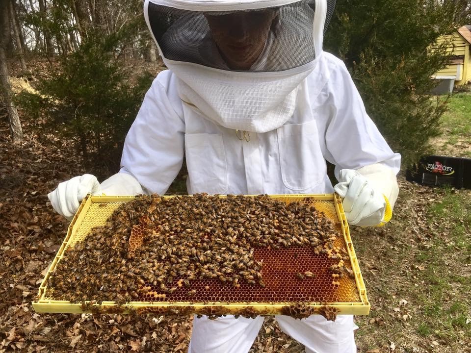Elizabeth Wamsley stands with a tray of bees during her Science Coach project